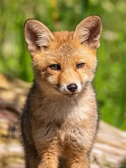 Vulpes Vulpes Images Drucke: Red Fox, Vulpes vulpes