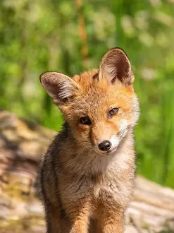Vulpes Vulpes Species Drucke: Red Fox, Vulpes vulpes