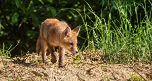 Vulpes Vulpes Habitat Drucke: Red Fox, Vulpes vulpes