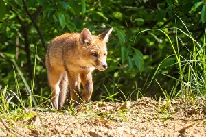 Vulpes Vulpes Species Drucke: Red Fox, Vulpes vulpes