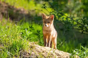 Vulpes Vulpes Species Drucke: Red Fox, Vulpes vulpes