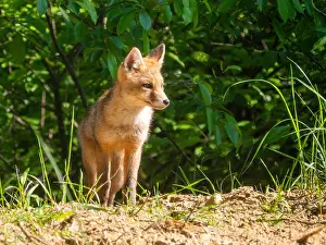 Vulpes Vulpes Habitat Drucke: Red Fox, Vulpes vulpes