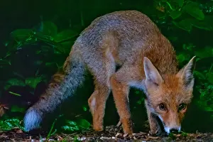 Vulpes Vulpes Images Drucke: Red Fox, Vulpes vulpes