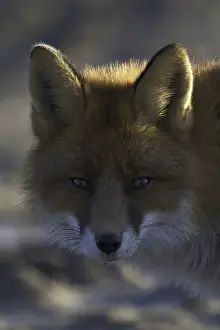 Vulpes Vulpes Species Drucke: Red Fox, Vulpes vulpes