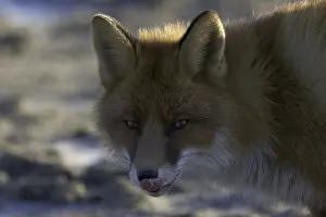 Vulpes Vulpes Species Drucke: Red Fox, Vulpes vulpes