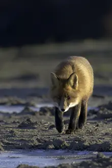 Vulpes Vulpes Species Drucke: Red Fox, Vulpes vulpes