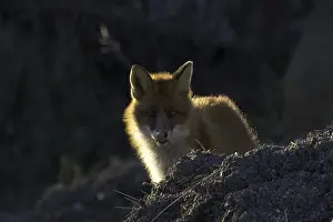 Vulpes Vulpes Species Drucke: Red Fox, Vulpes vulpes