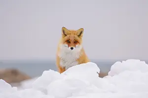 Vulpes Vulpes Images Drucke: Red Fox, Vulpes vulpes