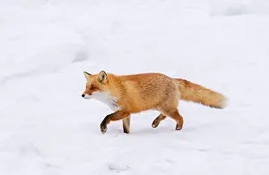 Vulpes Vulpes Images Drucke: Red Fox, Vulpes vulpes