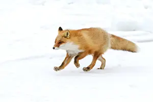 Vulpes Vulpes Images Drucke: Red Fox, Vulpes vulpes