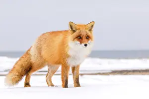 Vulpes Vulpes Images Drucke: Red Fox, Vulpes vulpes
