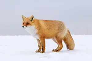 Vulpes Vulpes Images Drucke: Red Fox, Vulpes vulpes