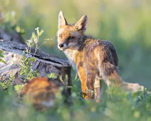 Vulpes Vulpes Species Drucke: Red Fox, Vulpes vulpes