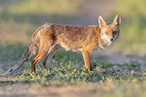 Vulpes Vulpes Species Drucke: Red Fox, Vulpes vulpes