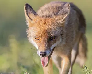 Vulpes Vulpes Species Drucke: Red Fox, Vulpes vulpes