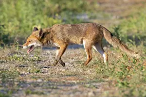 Vulpes Vulpes Species Drucke: Red Fox, Vulpes vulpes