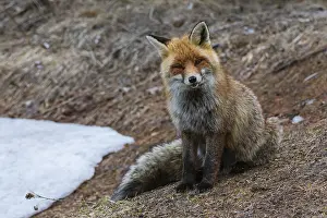 Vertebrate Animal Photography Drucke: A red fox, Vulpes vulpes. looking at the camera