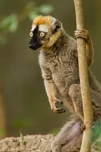 Madagascar Lemurs Drucke: Red-fronted brown Lemur, Eulemur rufifrons