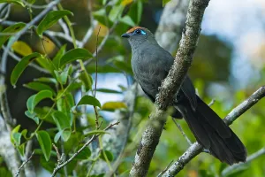 Koua mit roter Brust, Coua reynaudii