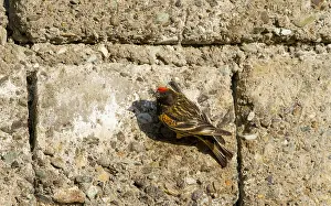 Rotkehl-Sperling, Serinus pusillus