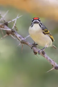 African Fauna And Flora Drucke: Red-fronted Tinkerbird, Pogoniulus pusillus