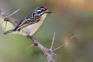 African Fauna And Flora Drucke: Red-fronted Tinkerbird, Pogoniulus pusillus