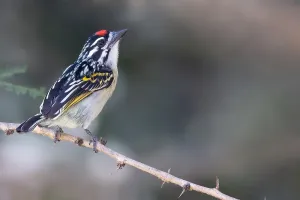 Wild Animal Images Africa Drucke: Red-fronted Tinkerbird, Pogoniulus pusillus