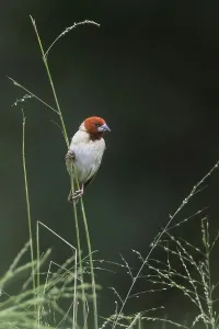 Rotkopf-Quelea, Quelea erythrops