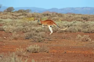 Red Kangaroo Drucke: Red kangaroo, Macropus rufus