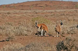 Australian Outback Animals Drucke: Red kangaroo, Osphranter rufus