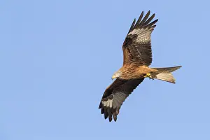 Red Kite Drucke: Red Kite