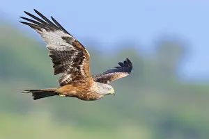 Milvus Milvus Species Drucke: Red Kite