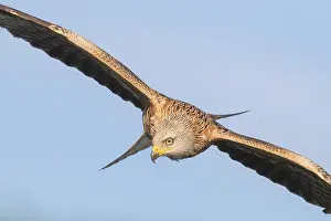Red Kite Bird Drucke: Red Kite