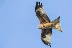 Milvus Milvus Species Drucke: Red Kite
