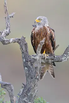Milvus Milvus Images Drucke: Red Kite