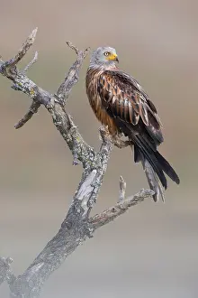 Milvus Milvus Images Drucke: Red Kite