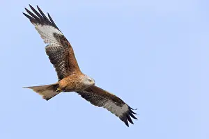 Milvus Milvus Species Drucke: Red Kite in flight