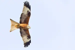Red Kite In Flight Drucke: Red Kite in flight