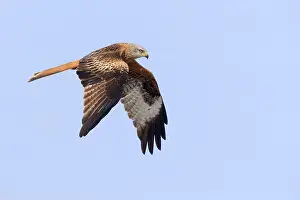 Red Kite Flying High Drucke: Red Kite in flight