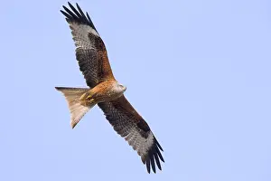 Red Kite In Flight Drucke: Red Kite in flight