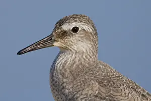 Red Knot Bird Drucke: Red Knot