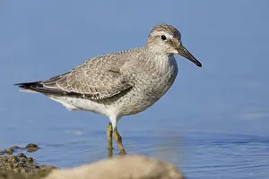 European Shorebirds Drucke: Red Knot