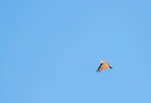 African Wildlife Birds Drucke: Red Lark, Calendulauda burra