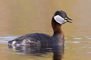 Wildlife Finland Drucke: Red-necked Grebe