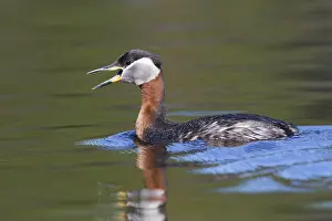 Wildlife Finland Drucke: Red-necked Grebe