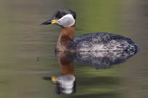 Wildlife Finland Drucke: Red-necked Grebe