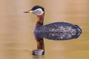 Red Necked Grebe Drucke: Red-necked Grebe