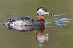 Bird Species In Europe Drucke: Red-necked Grebe
