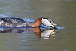 Wildlife Finland Drucke: Red-necked Grebe