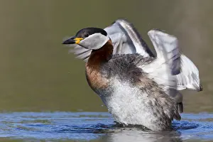 Wildlife Finland Drucke: Red-necked Grebe